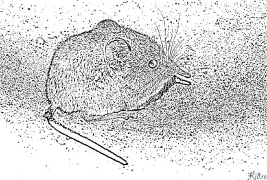 shrew Coloring Pages To Print